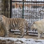 Символы 2022 года – тигры – радуются снегу в Бердянском зоопарке «Сафари»