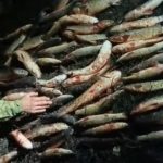 40 кг пеленгаса и камбалы: Бердянские пограничники обнаружили браконьера на Утлюкском лимане