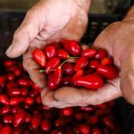 Запорожская компания «Famberry» начала экспорт кизила в Молдову