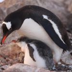 Украинские полярники показали детенышей соседей-пингвинов