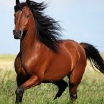 В Днепре полицейские разыскали похищенную лошадь